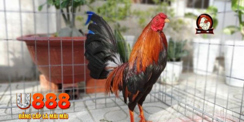 181bet game máy bay nổ hũ